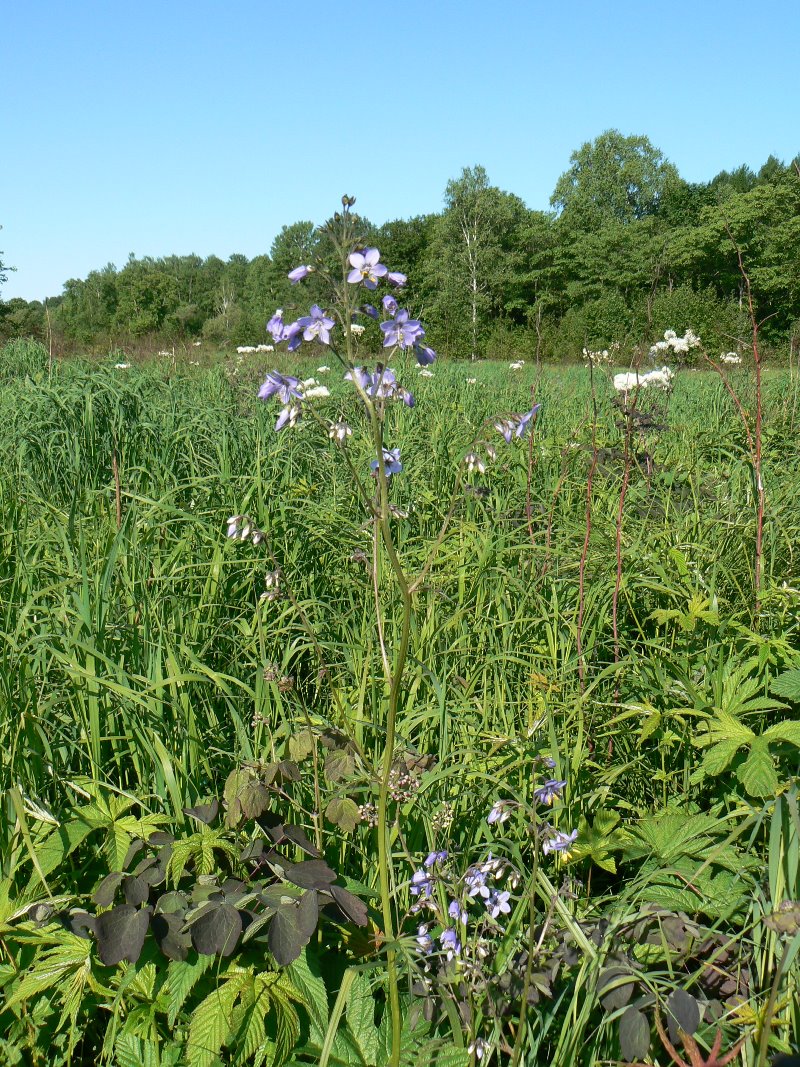 Изображение особи Polemonium chinense.