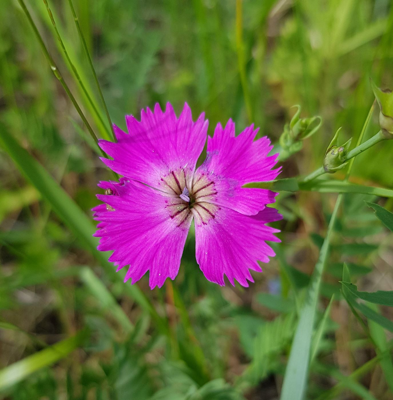 Image of Dianthus versicolor specimen.