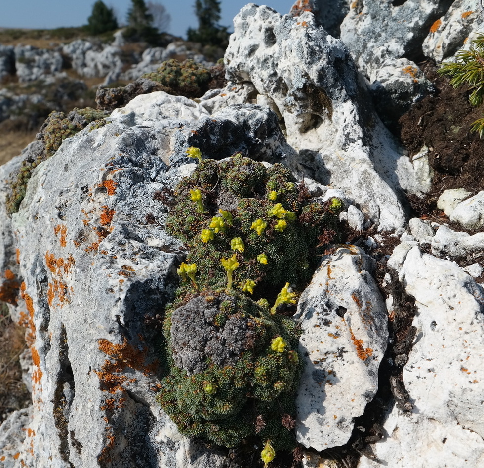 Image of Saxifraga scleropoda specimen.