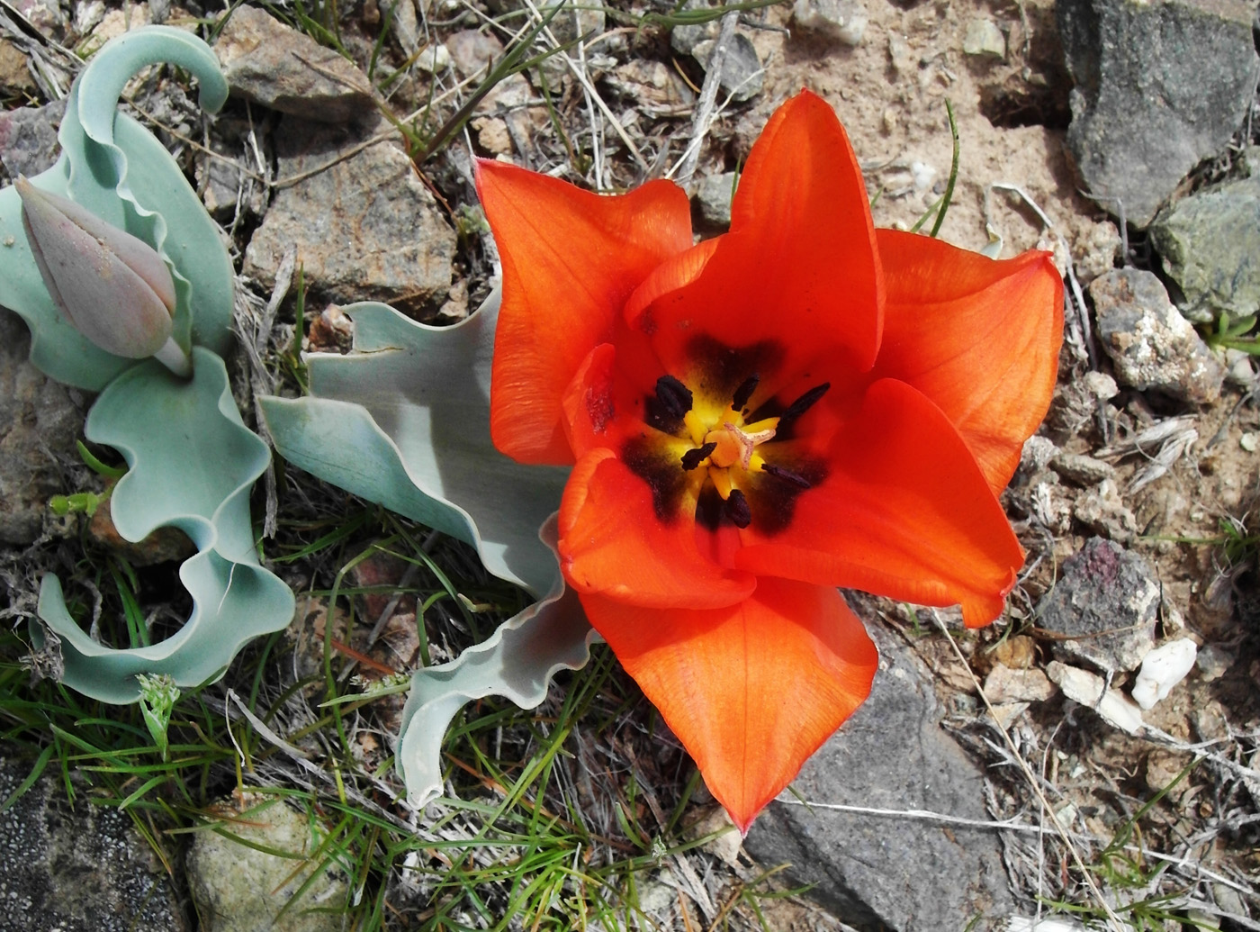 Image of Tulipa alberti specimen.