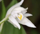 Cephalanthera caucasica. Цветок. Дагестан, Табасаранский р-н, окр. с. Татиль, просвет в буковом лесу. 8 мая 2022 г.
