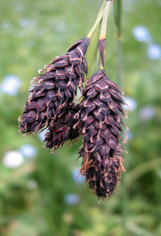 Image of Carex aterrima specimen.