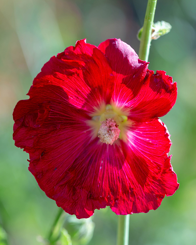 Изображение особи Alcea rosea.