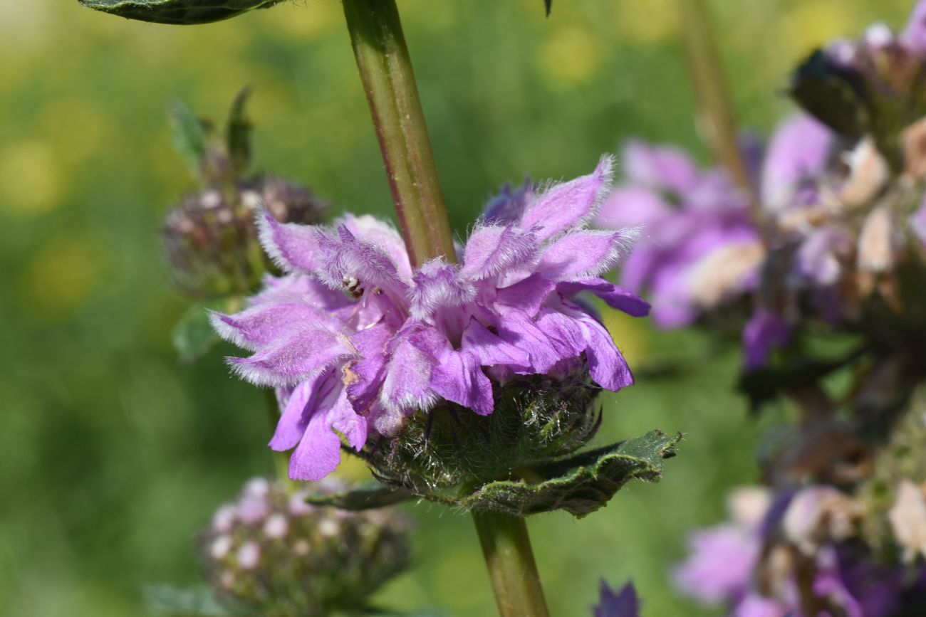 Image of Phlomoides tuberosa specimen.