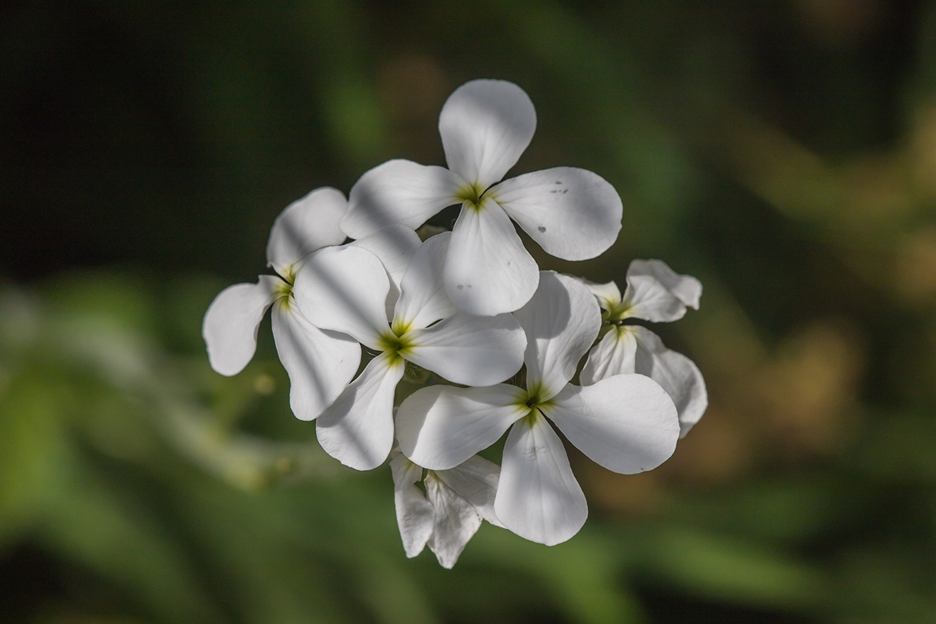 Изображение особи Hesperis voronovii.