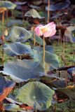 Nelumbo nucifera. Листья и закрывающийся на ночь цветок. Вьетнам, провинция Донгнай, национальный парк \"Cat Tien\". 26.03.2012.