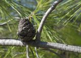 Pinus brutia