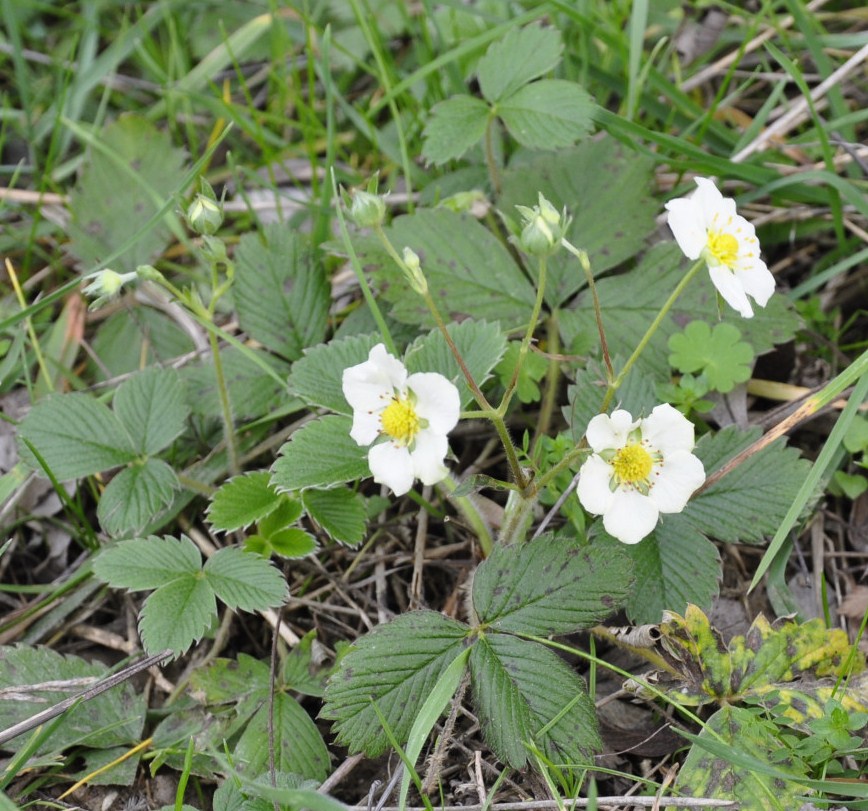 Image of genus Fragaria specimen.