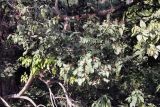 Mallotus philippensis. Часть кроны с соплодиями. Индия, штат Уттаракханд, округ, Найнитал, Jim Corbett National Park. 02.12.2002.