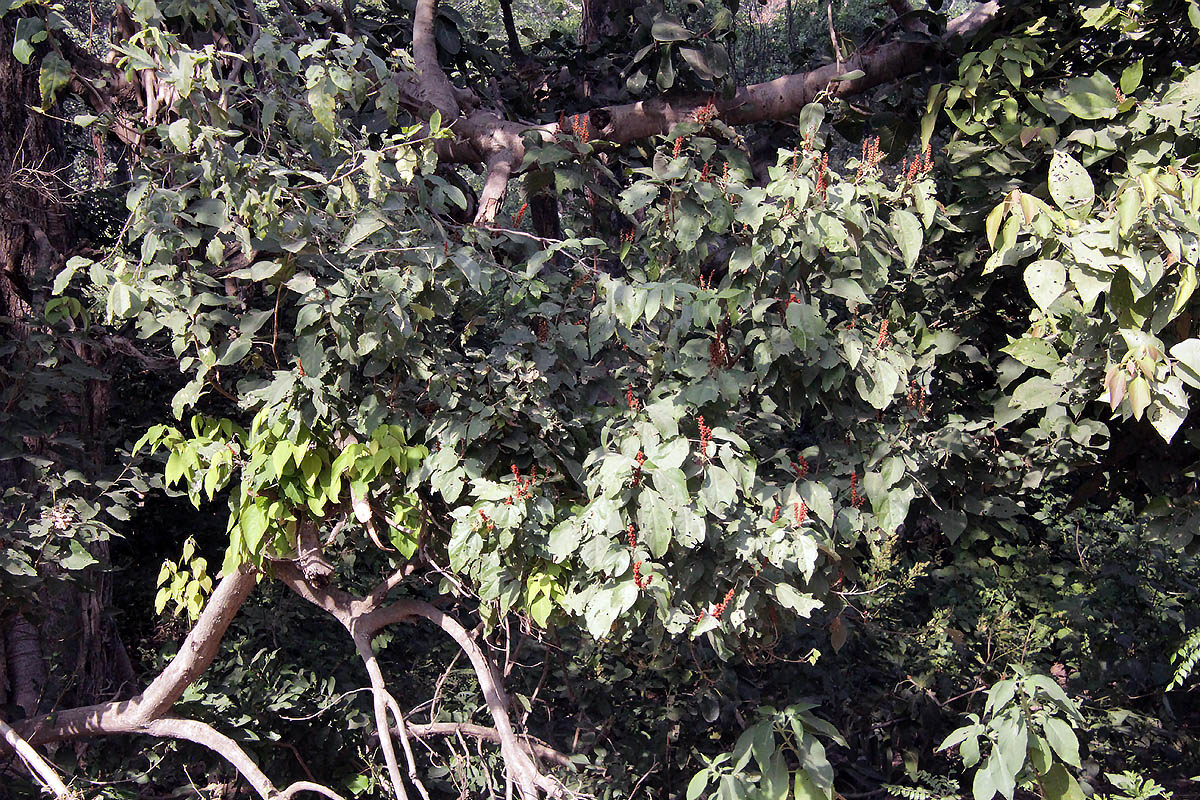 Image of Mallotus philippensis specimen.