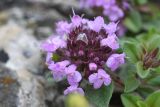 genus Thymus. Соцветие. Ингушетия, Джейрахский р-н, перевал Цей-Лоам, ≈ 2200 м н.у.м., на выходе скалы. 23 июня 2022 г.