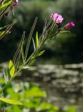 Epilobium hirsutum. Верхушка цветущего и плодоносящего побега. Пермский край, Кунгурский р-н, Ленское сельское поселение, окр. дер. Веслянка, дол. р. Ирень, зарастающий луговой растительностью галечник. 6 августа 2022 г.