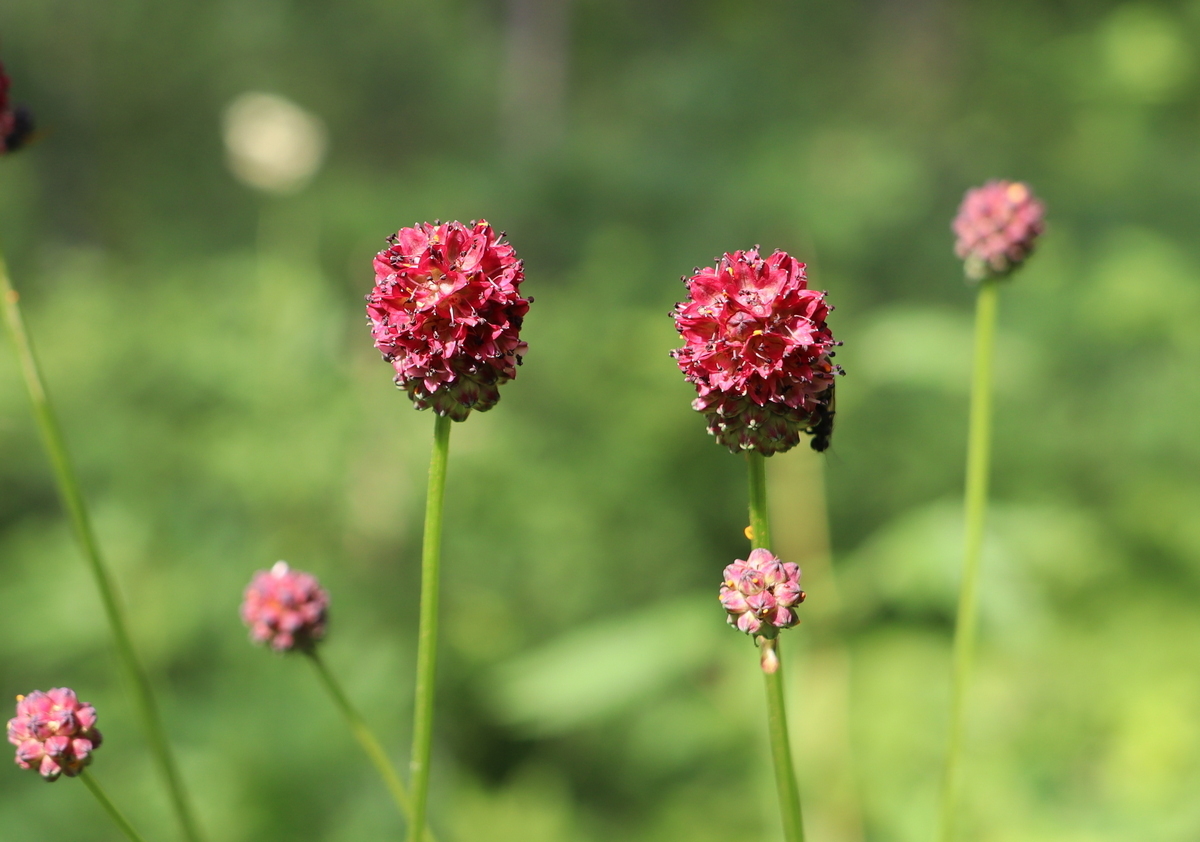 Image of Sanguisorba officinalis specimen.