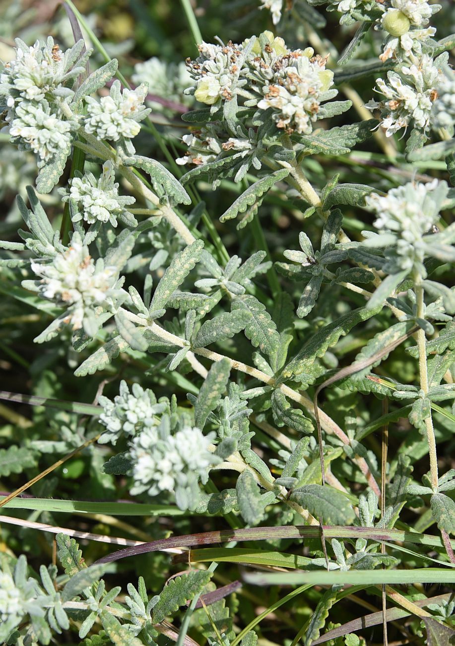 Изображение особи Teucrium capitatum.