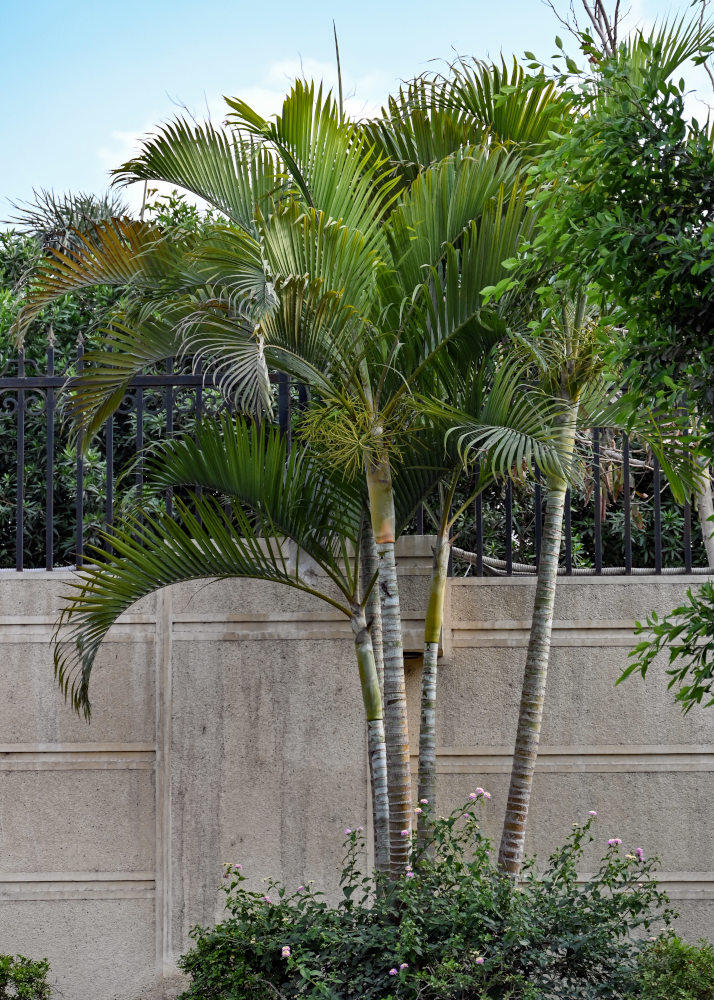 Изображение особи Dypsis lutescens.