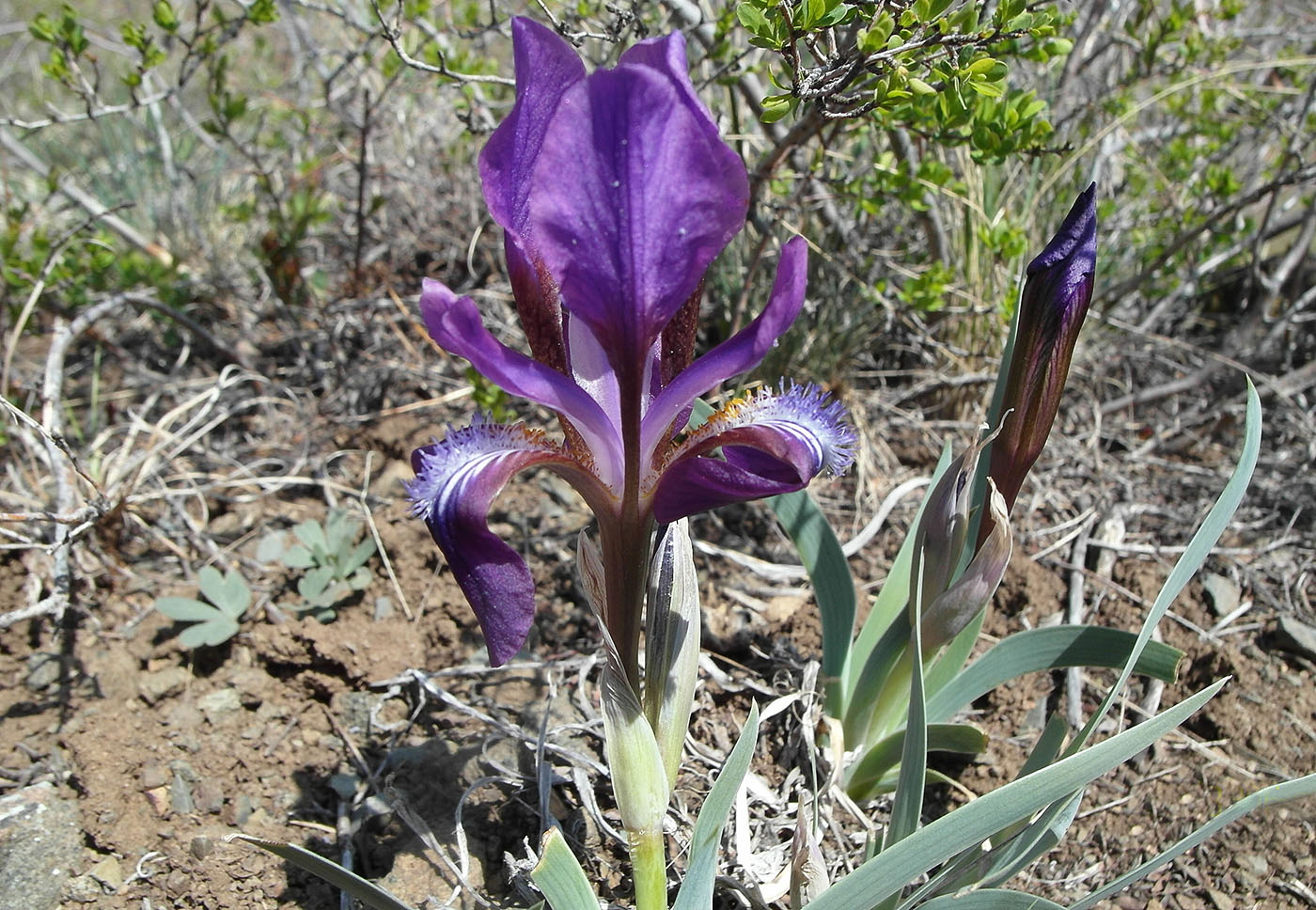 Изображение особи Iris glaucescens.