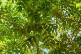 Juglans cinerea. Ветвь плодоносящего дерева. Грузия, Аджария, национальный парк \"Мтирала\", широколиственный лес. 17.06.2023.