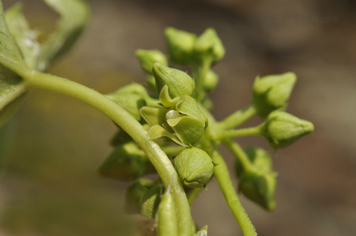 Image of Cynanchum wilfordii specimen.