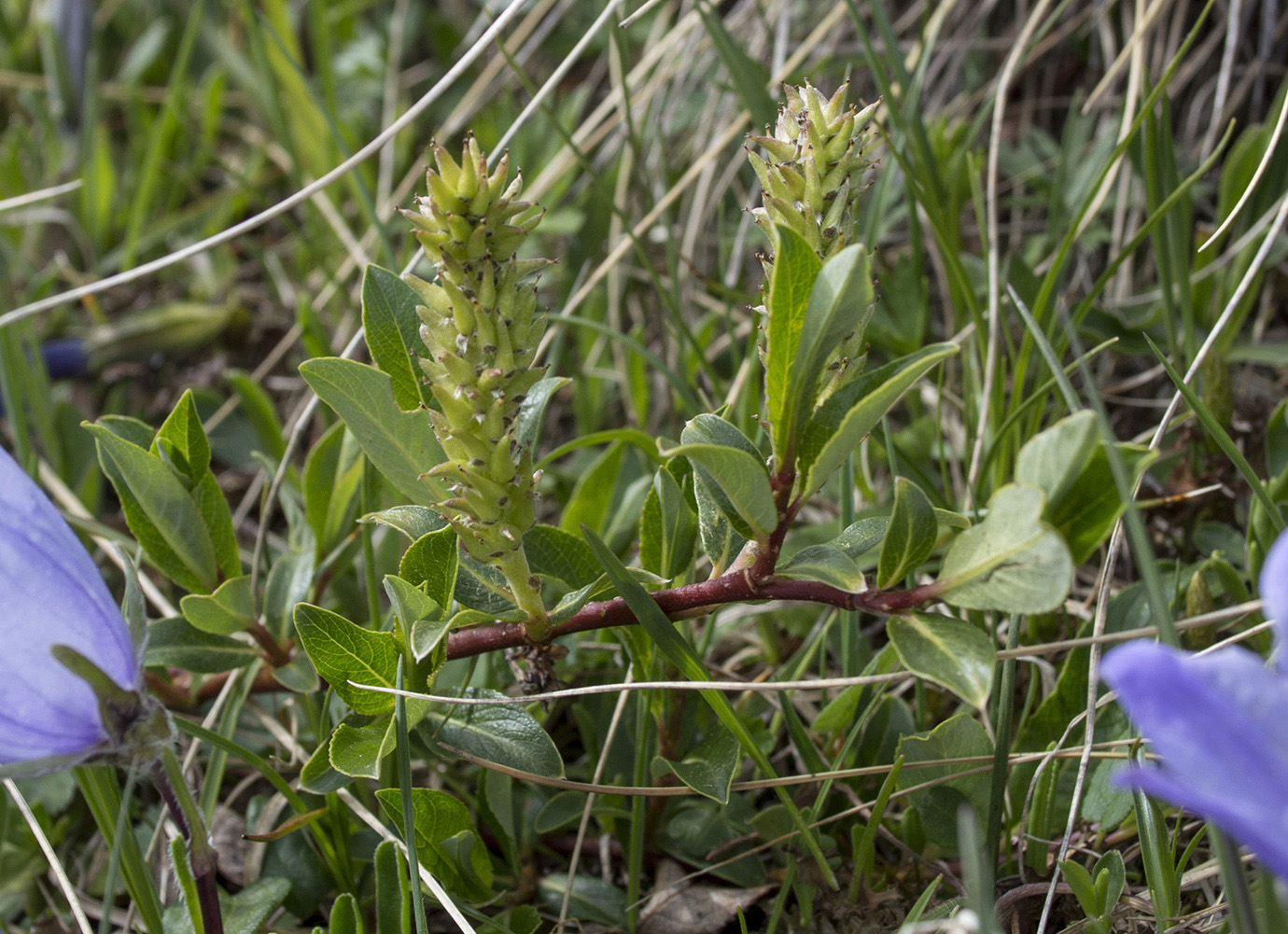 Image of genus Salix specimen.