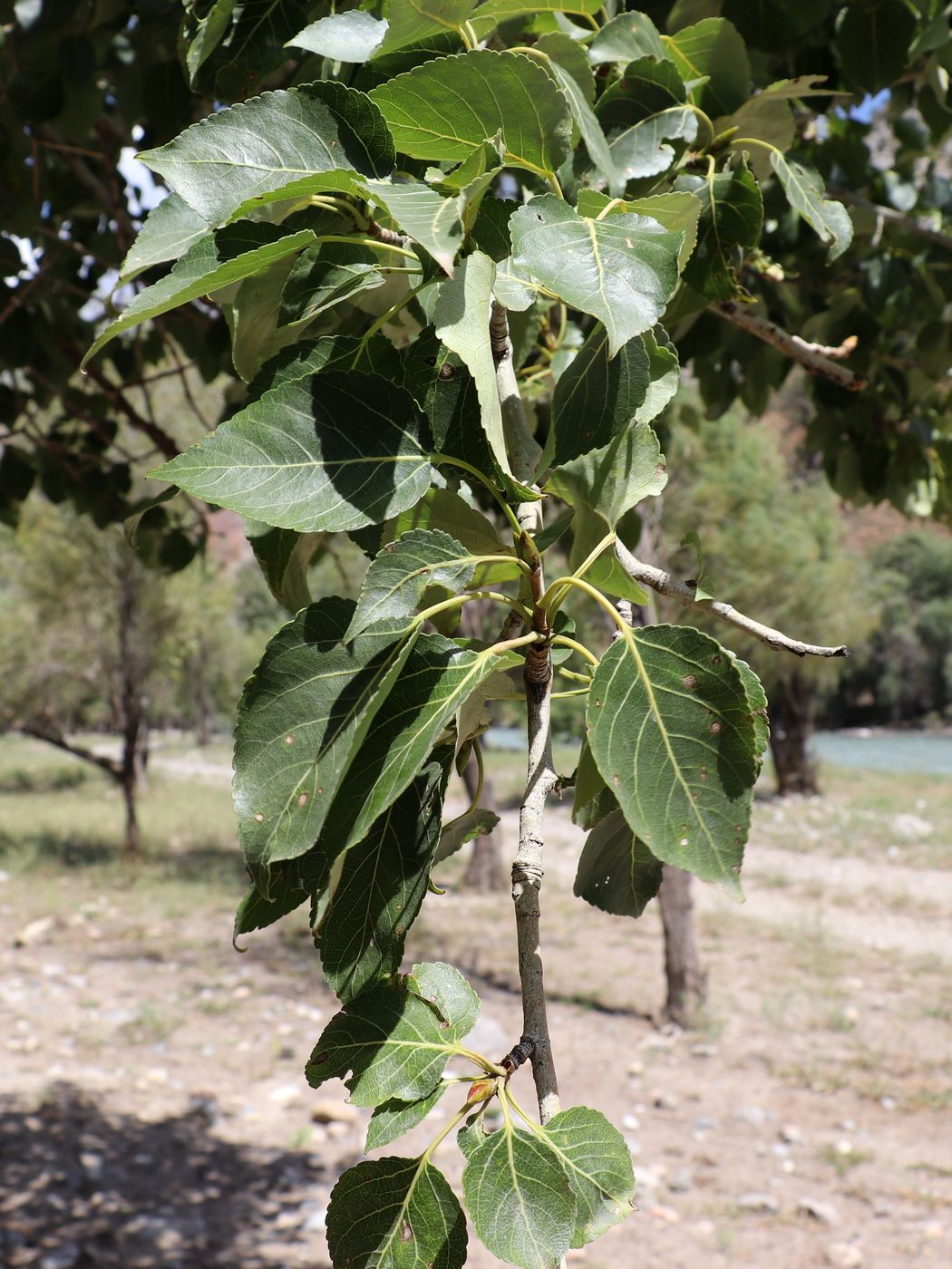 Изображение особи Populus talassica.