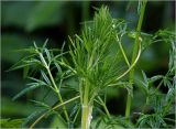 Thalictrum lucidum