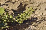 Artemisia littoricola