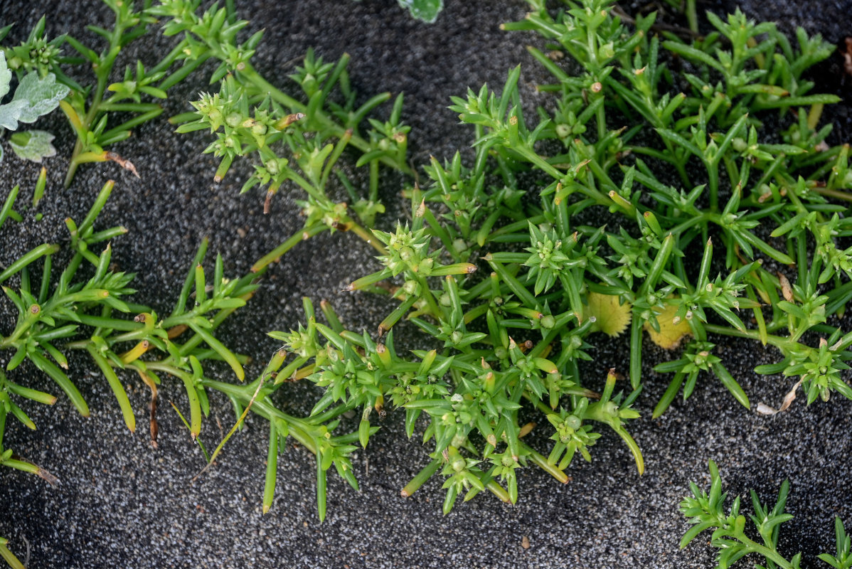 Image of Salsola komarovii specimen.