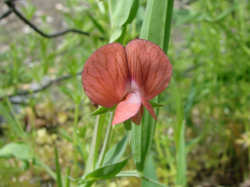 Image of Lathyrus cicera specimen.