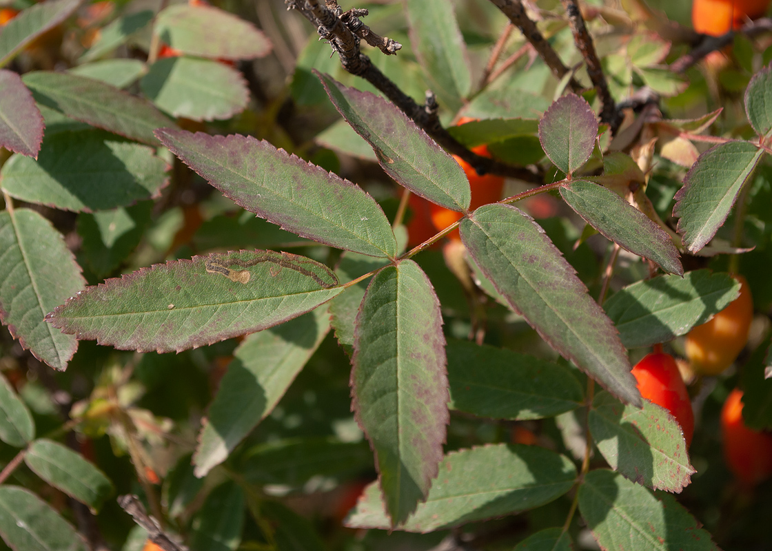 Image of Rosa acicularis specimen.