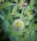 Geum aleppicum