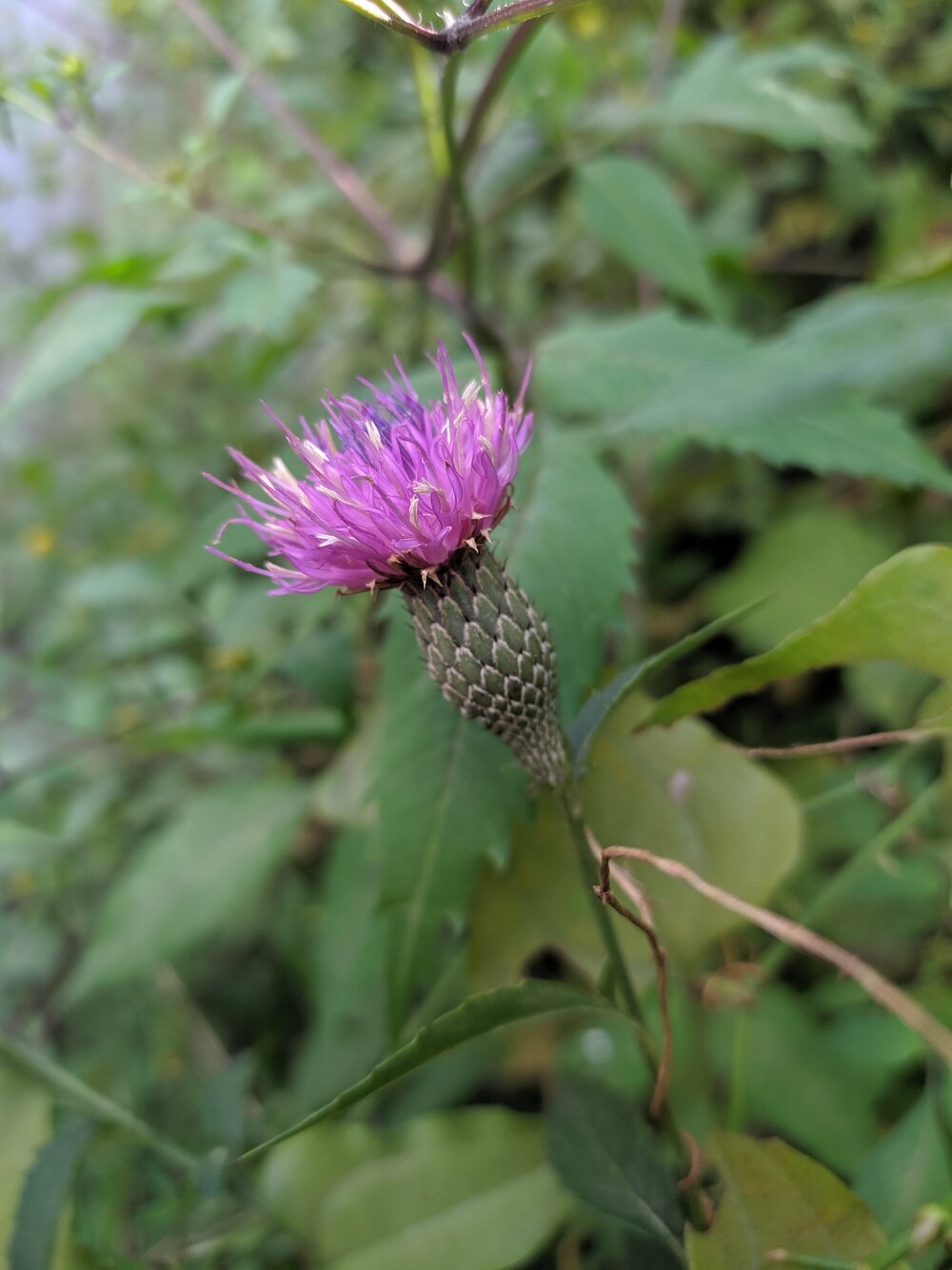 Image of Klasea quinquefolia specimen.