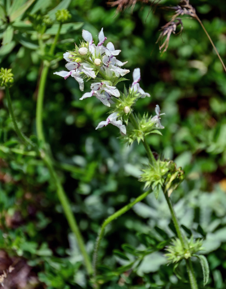 Image of Stachys pubescens specimen.