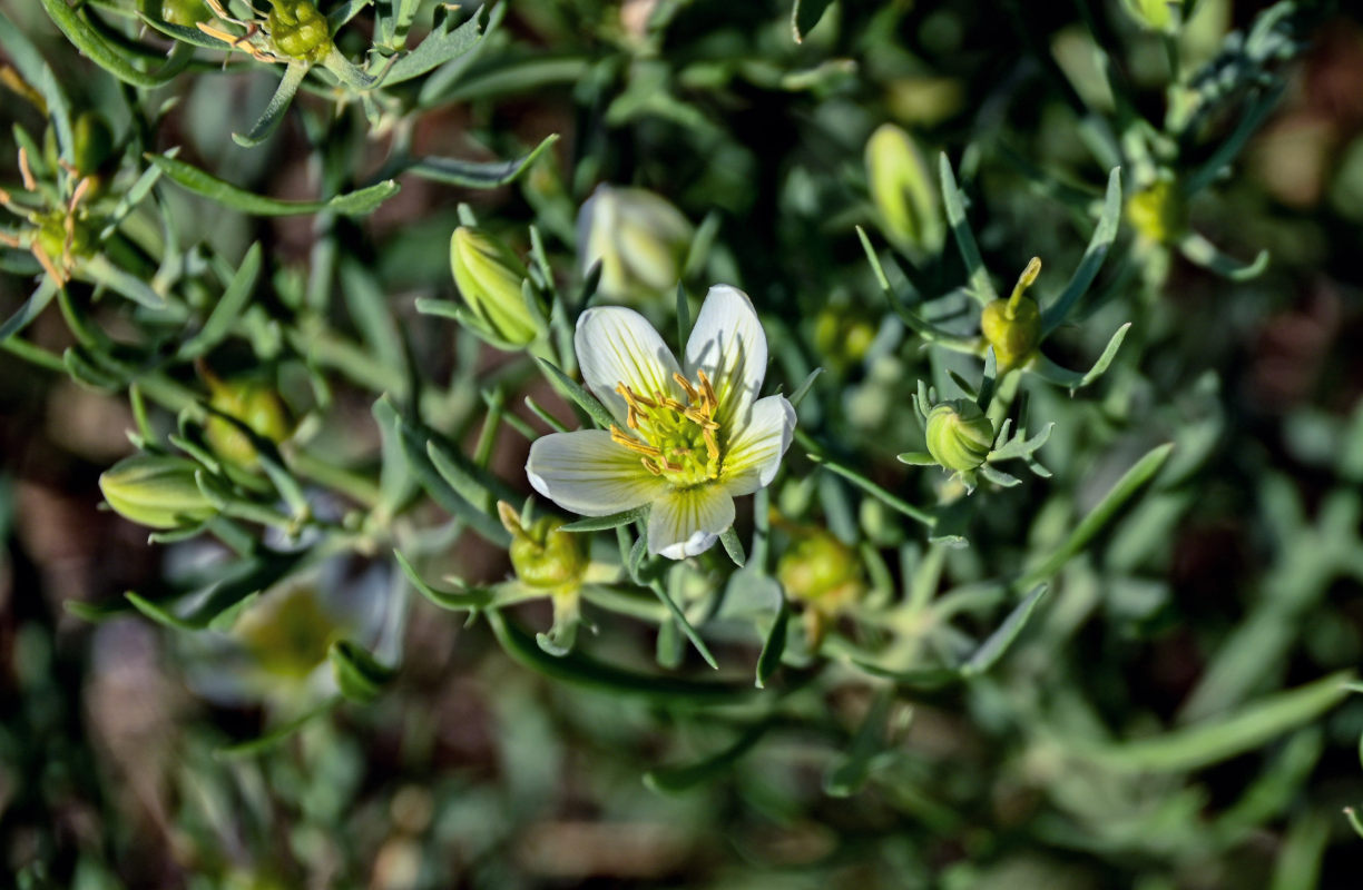 Image of Peganum harmala specimen.