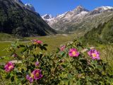 genus Rosa. Верхушка цветущего куста. Карачаево-Черкесия, Карачаевский р-н, Большой Кавказ, левый борт долины Мырды, левый берег водопадного ручья в начале тропы подъёма на перевал Джалпаккол Северный, ≈ 2310 м н.у.м., травянистый склон. 27.07.2023.