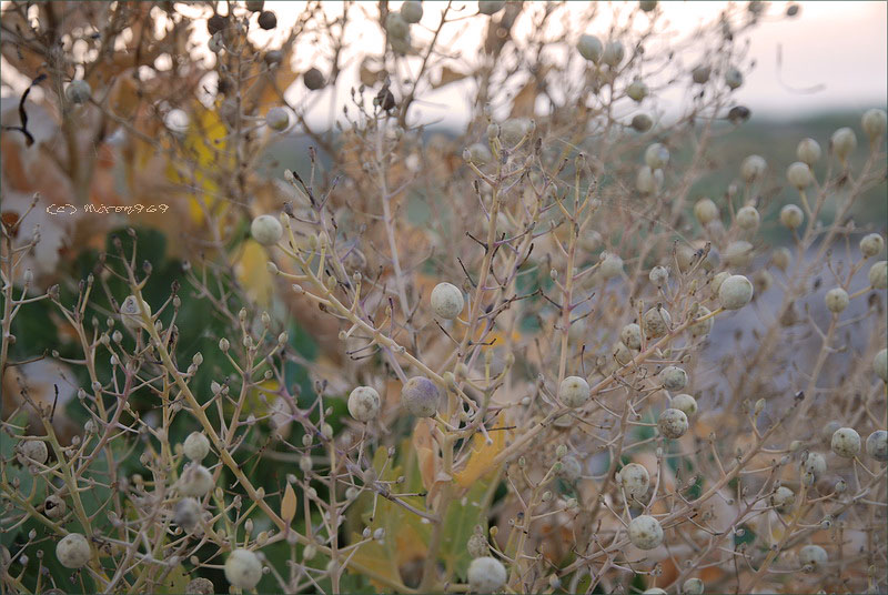 Image of Crambe maritima specimen.