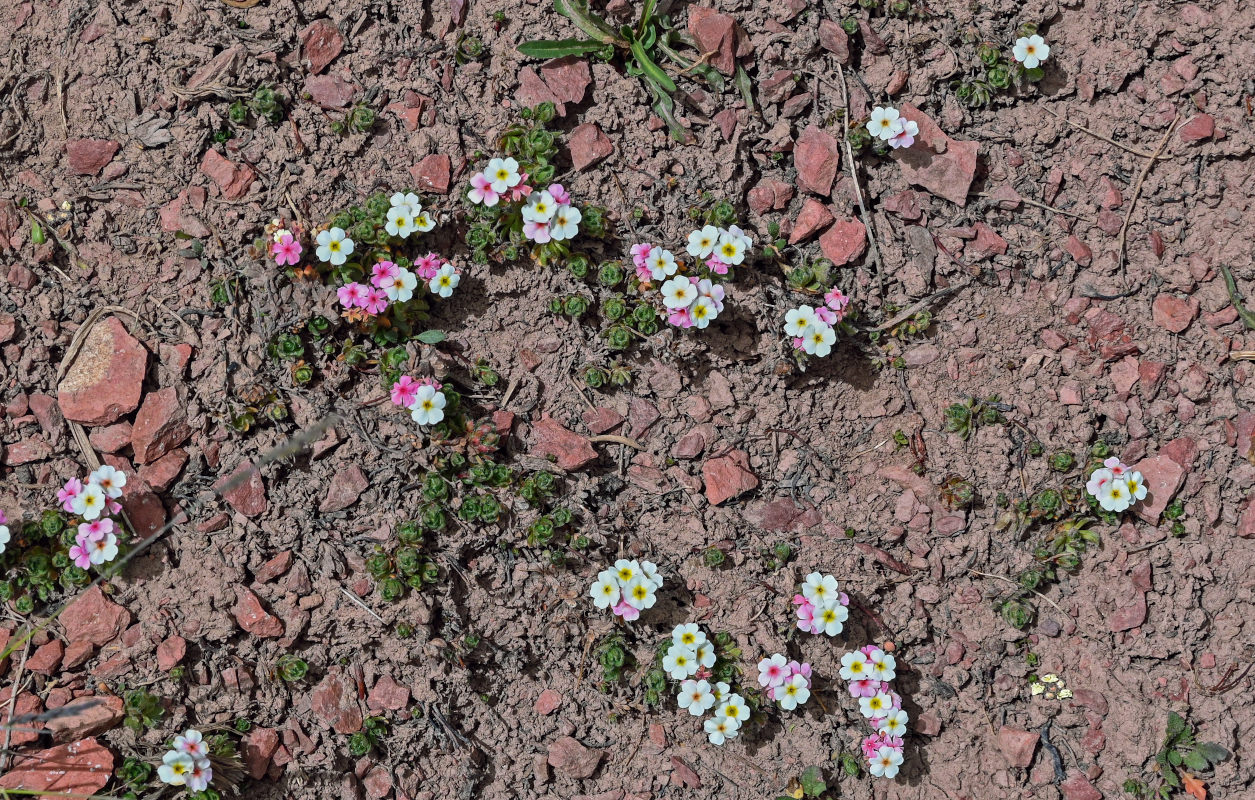 Image of Androsace lehmanniana specimen.