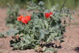 Glaucium corniculatum