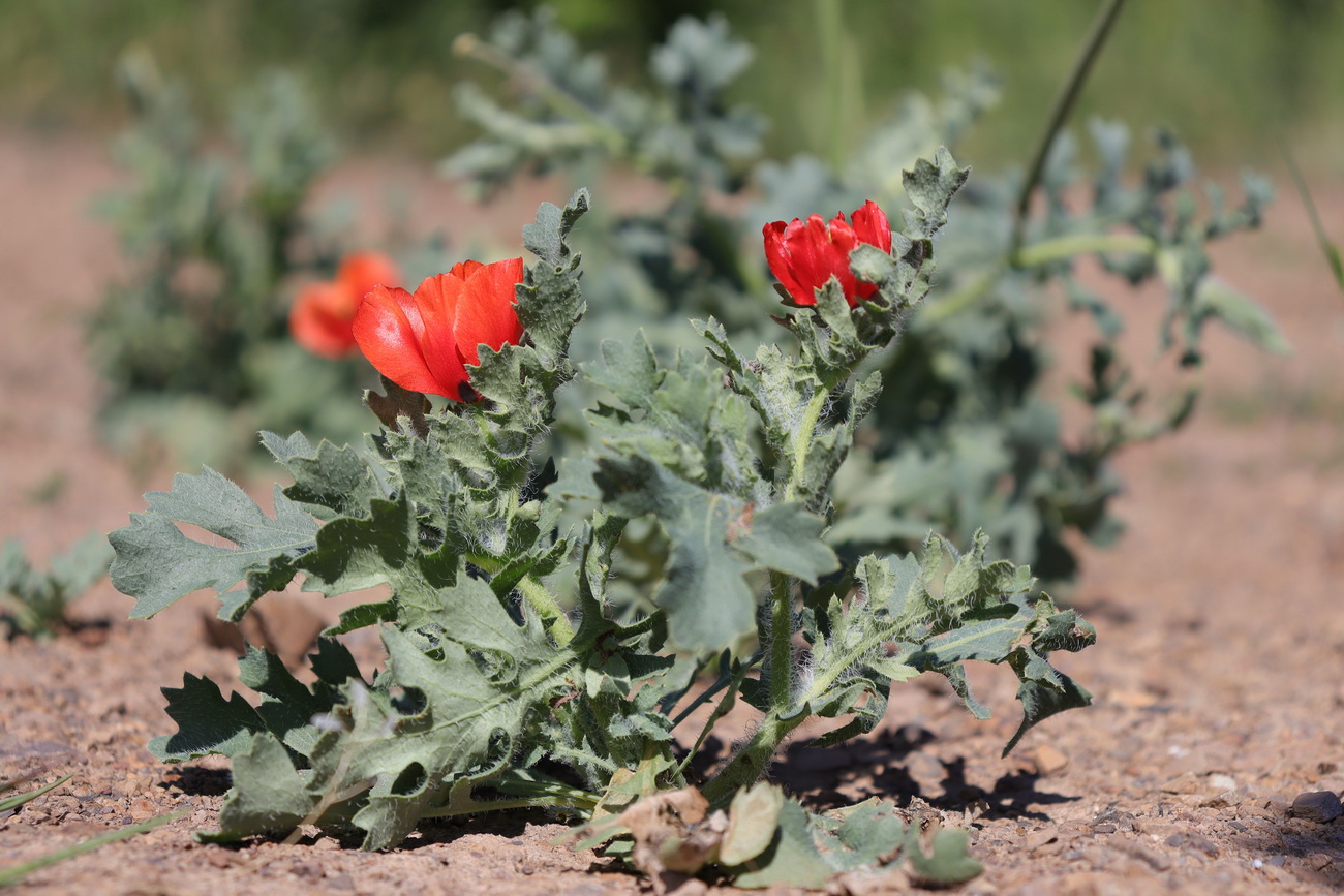 Изображение особи Glaucium corniculatum.