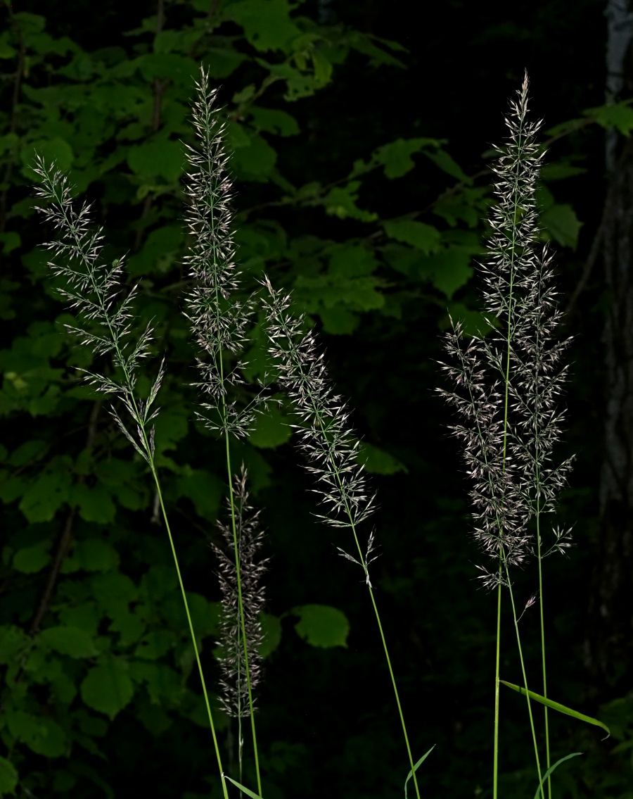 Изображение особи Calamagrostis arundinacea.