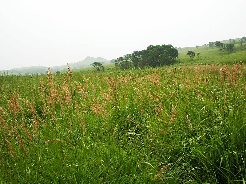 Image of genus Trisetum specimen.