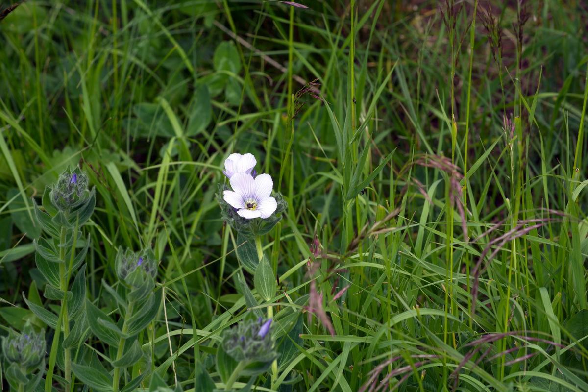 Image of genus Linum specimen.