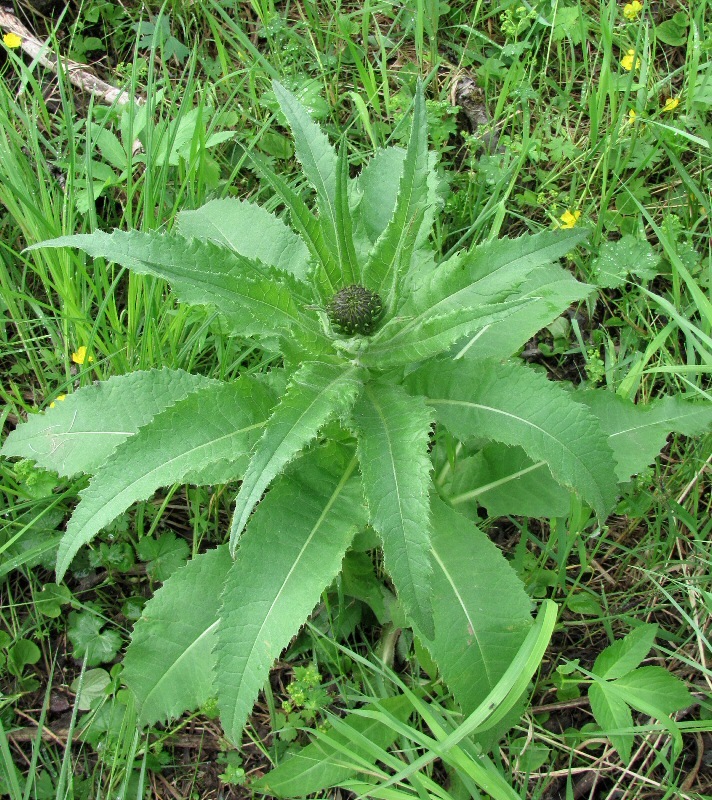 Image of Cirsium helenioides specimen.