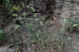 Agropyron pectinatum. Цветущее растение. Грузия, г. Тбилиси, каменистый участок сухого склона. 10.06.2023.