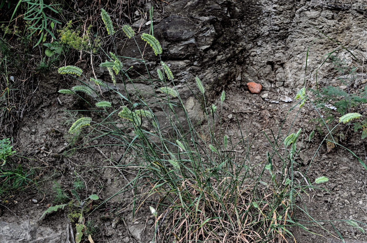 Изображение особи Agropyron pectinatum.