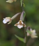 Epipactis palustris