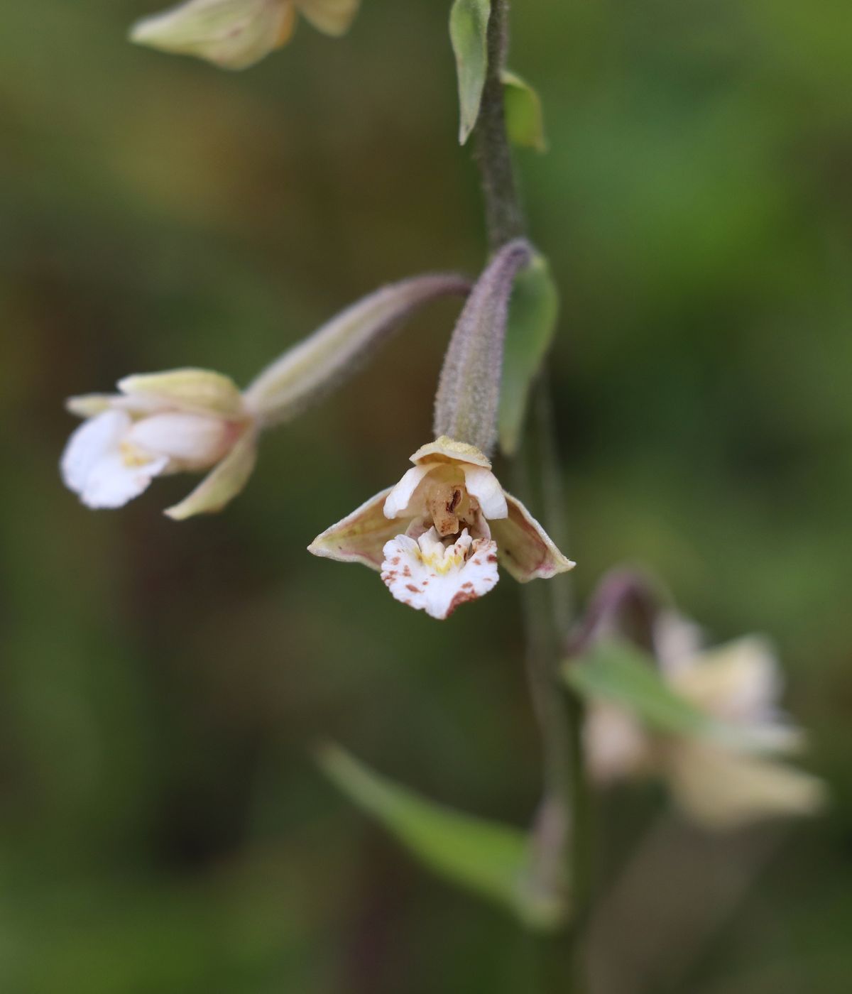 Изображение особи Epipactis palustris.