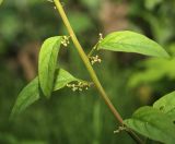 Lipandra polysperma. Часть побега с соцветиями. Приморский край, г. Владивосток, территория БСИ ДВО РАН, на насыпи. 07.08.2024.