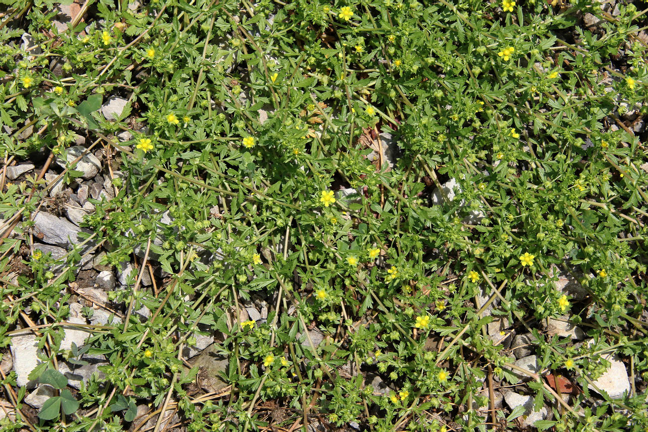 Изображение особи Potentilla supina.