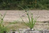 Cyperus difformis. Цветущее растение. Приморский край, г. Владивосток, морская терраса, высохшая лужа на дороге. 17.08.2024.