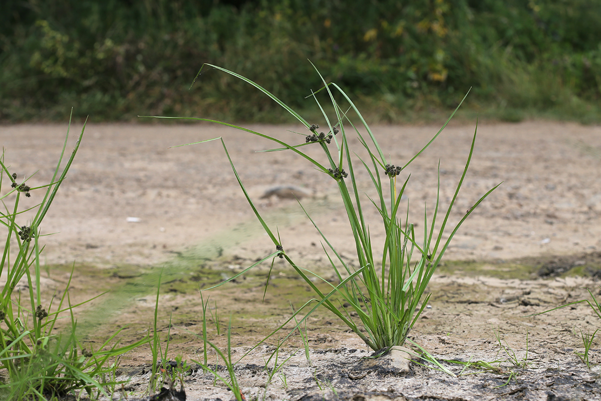 Изображение особи Cyperus difformis.